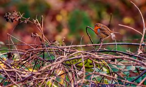 Autumn Robin in Cannock.jpg